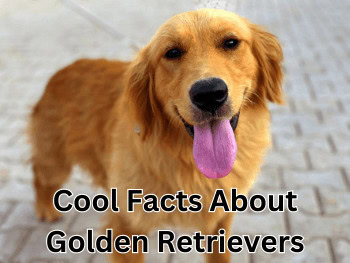 Cool Facts About Golden Retrievers - A Golden Retriever standing and looking at you with its mouth open and tongue hanging out.