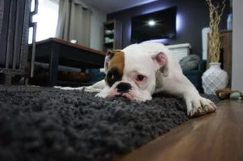 Natural Home Remedies For Dogs -Bulldog laying on a black shag rug.