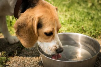 Beagle drinking fresh water from a water bowl outside.