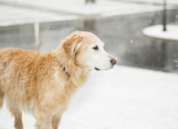 Golden Retriever standing in snow.