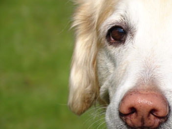 Golden Retriever with pink nose.