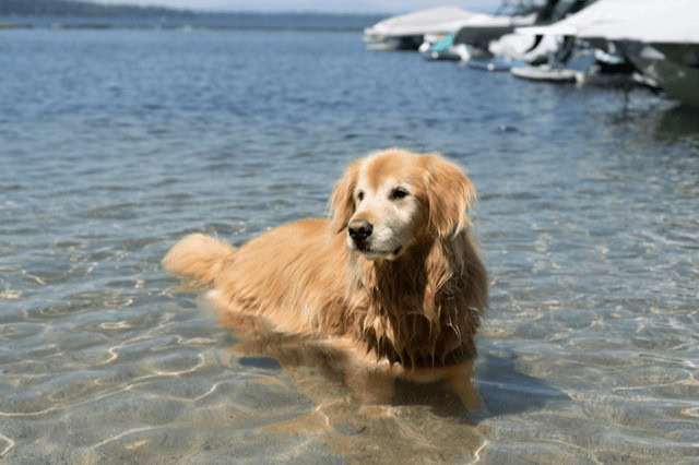 A Golden Retriever standing in shallow water at a sandy lake beach during summer.