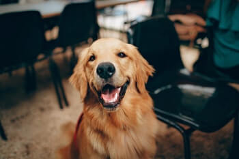 Golden Retriever sitting and smiling.