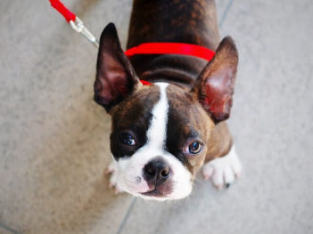 Boston Terrier wearing a red collar and leash looking up at you.