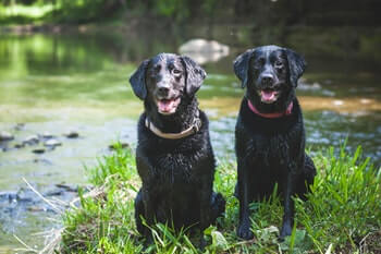 Two black Labrador retrievers sitting on the grass by a creek.