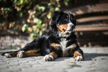 Bernese Mountain dog laying on the ground.