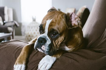 Boxer dog laying on a couch.