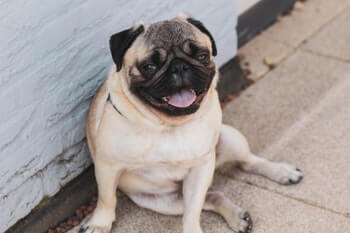 Pug dog sitting and smiling.