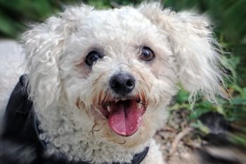 Bichon Frise dog looking happy.
