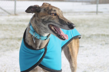 Greyhound dog wearing a teal blue coat and collar.