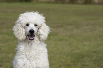 White Standard Poodle sitting in a field of grass looking at you.