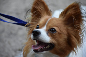 Papillon dog looking happy, wearing a purple leash.