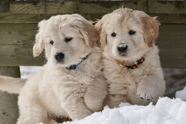 Two Golden Retriever puppies playing in the snow together.