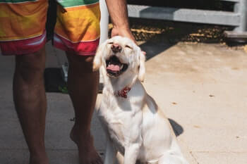 White Golden Retriever smiling and leaning up against its owner's legs.
