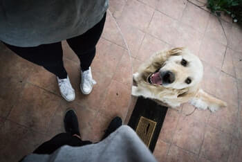 Golden Retriever sitting and looking up at two people talking.