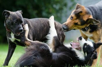 Border Collie, Pit Bull and Shepherd dog playing with each other.