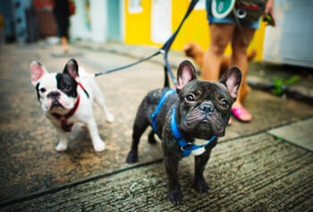 Two Boston Terrier's being walked by owner.