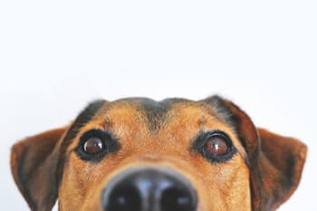 Brown dog staring at you.