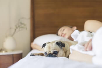 Pug dog laying next to lady sleeping in bed.