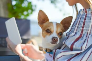 Chihuahua dog shown sitting on owners lap, being protective.