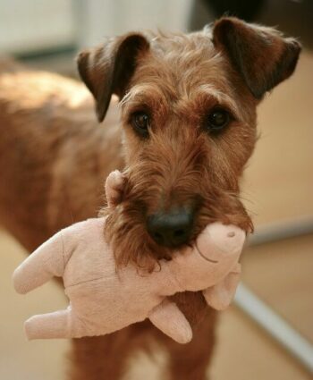Brown schnauzer dog carrying a pink stuffed pig toy in his mouth.