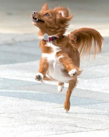 Brown and white dog shown leaping in the air out of excitement.