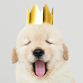 Golden Retriever puppy wearing a gold crown and yawning.