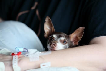 Small dog comforting his sick owner.