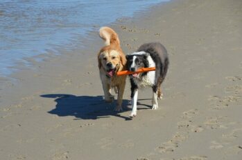 Golden Retriever and Australian Shepherd carrying a stick together on the beach.