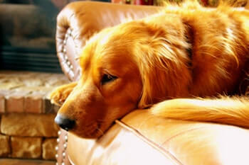 Golden Retriever laying on a brown leather sofa.