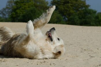 How To Take Care Of A Golden Retriever, Golden retriever laying on the sand with paws in the air smiling.