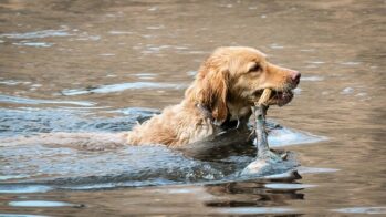 Golden Retriever retrieving a stick from the water.