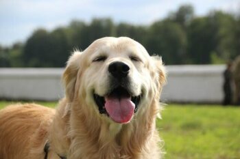 How To Take Care Of A Golden Retriever - A Golden Retriever with a happy expression.