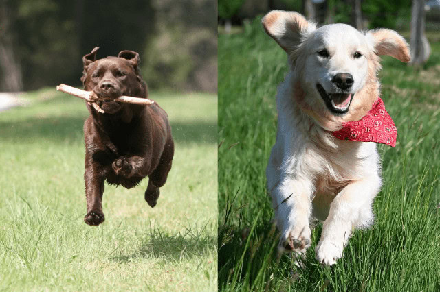 Chocolate Labrador Retriever and Golden Retriever running through a grassy field, showing the active nature of both breeds.