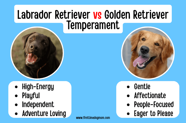 Labrador Retriever vs Golden Retriever personality comparison graphic highlighting key temperament differences between the two breeds.