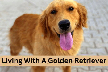 Living With A Golden Retriever - A happy Golden Retriever standing and looking at you.