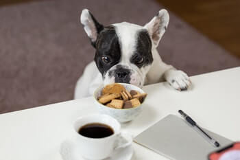 Boston Terrier jumping up on table looking at cookies in a bowl.
