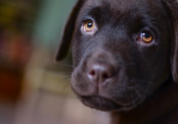 Black Lab puppy looking at you.