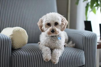 Small white dog laying on blue striped chair.