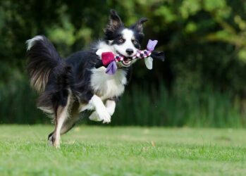 Border Collie running with rope toy in mouth.