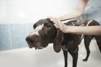 Black dog being shampooed in a bathtub by a woman.