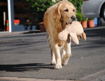 Golden Retriever walking on a paved road carrying a stuffed duck toy.