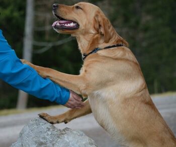 Yellow Lab jumping up on owner.