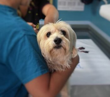 Small white dog being held by owner at vet's office.