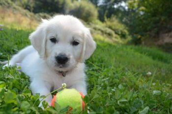 White Golden Retriever puppy laying on grass with a tennis ball in front of him.