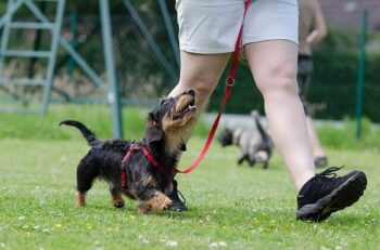 Rough coated Dachshund walking on leash beside owner.