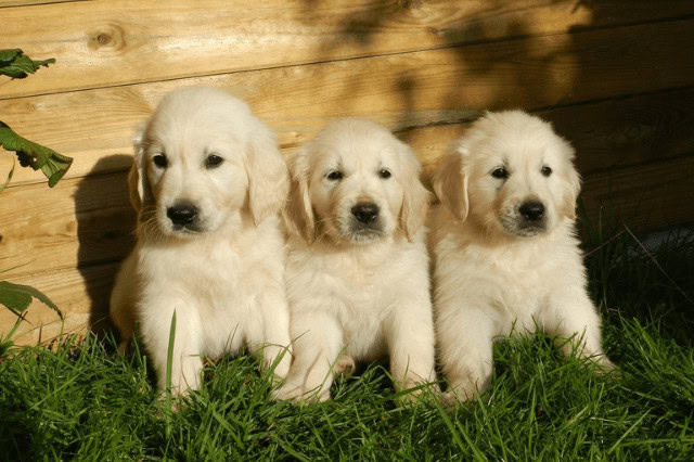 Three Golden Retriever puppies sitting next to each other on the grass.