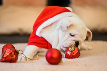 Bulldog laying on floor wearing a red Santa outfit playing with red Christmas ornaments.