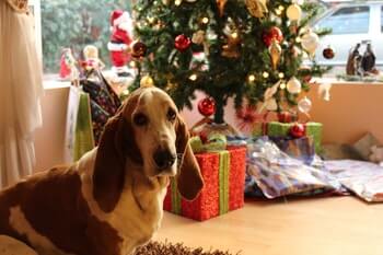 Basset Hound sitting in front of a Christmas Tree.