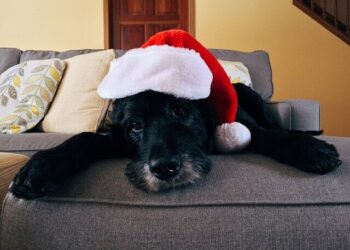 Black puppy wearing a red Santa hat laying on the couch.